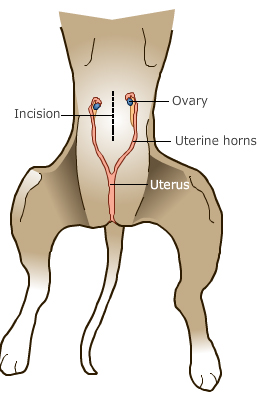 spaying your puppy